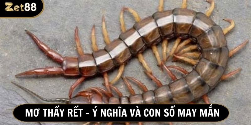 Giải mã chiêm bao về con rết số mấy mang lại may mắn khi chơi lô đề