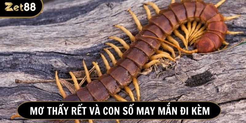 Chiêm bao nhìn thấy rết đánh con gì trúng số