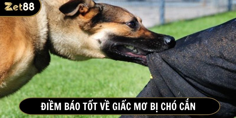 Mơ bị chó cắn đôi khi mang đến cho chủ nhân nhiều điều may mắn