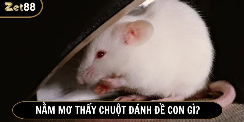 Nằm mơ thấy chuột đánh số gì - gợi ý con số thần tài cho lô thủ 