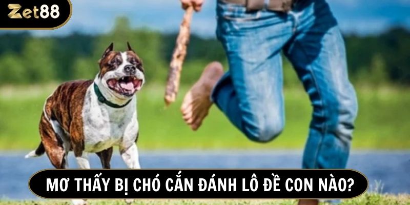 Mơ chó cắn đánh con gì - Gợi ý những con số thần tài cho lô thủ