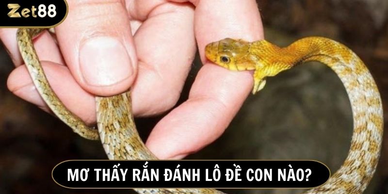 Ngủ mơ về rắn và những con số may mắn cho lô thủ