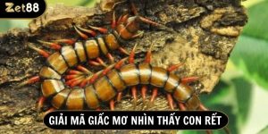 nhìn thấy rết đánh con gì